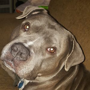 Meet your Posher, Josh